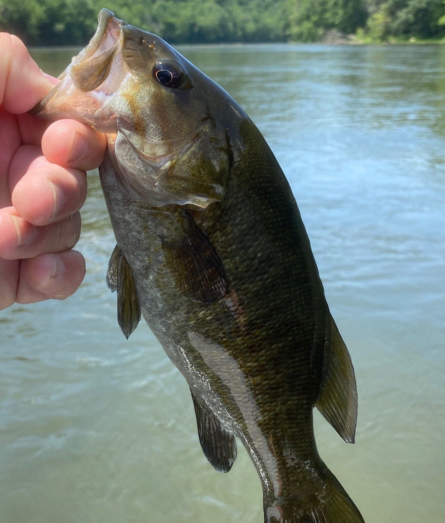 Smallmouth Bass swpa