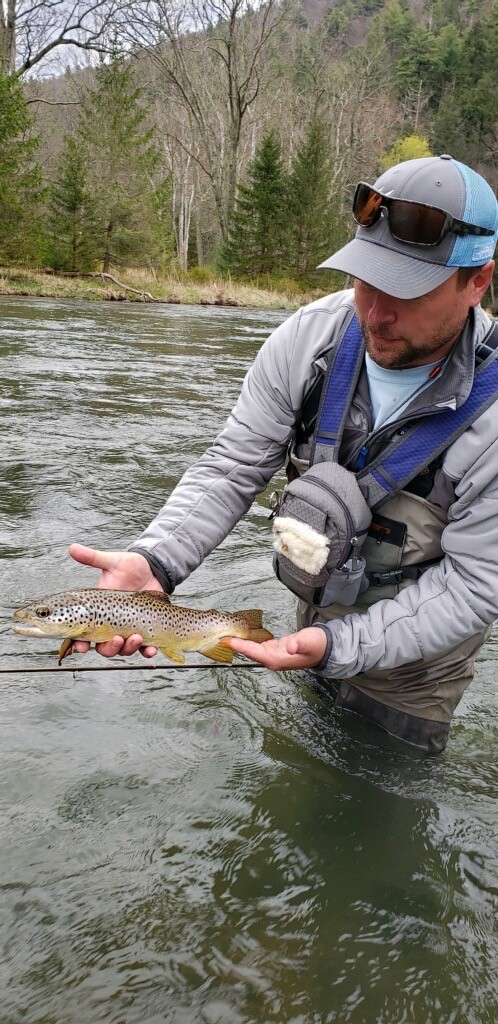 Browntrout on fly swpa